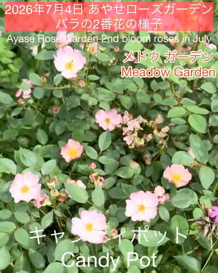 July 4, 2026 Ayase Rose Garden: Second Bloom Roses, Candy Pot, and