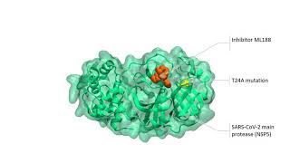 New tool available for tackling SARS-CoV-2
