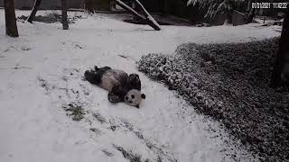 Смитсоновский  национальный зоопарк показал кадры, катающейся на снегу панды.