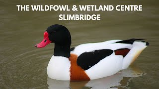 The Wildfowl & Wetlands Trust, Slimbridge - Conservation Chat UK by Conservation Chat UK 78 views 3 months ago 8 minutes, 23 seconds