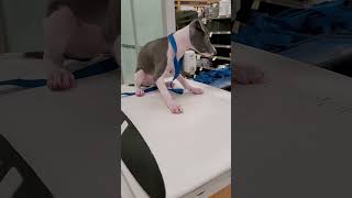 italian greyhound puppy