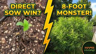 Massive 8-Foot Outdoor Stretch + Direct Sow Results! #MarsHydro