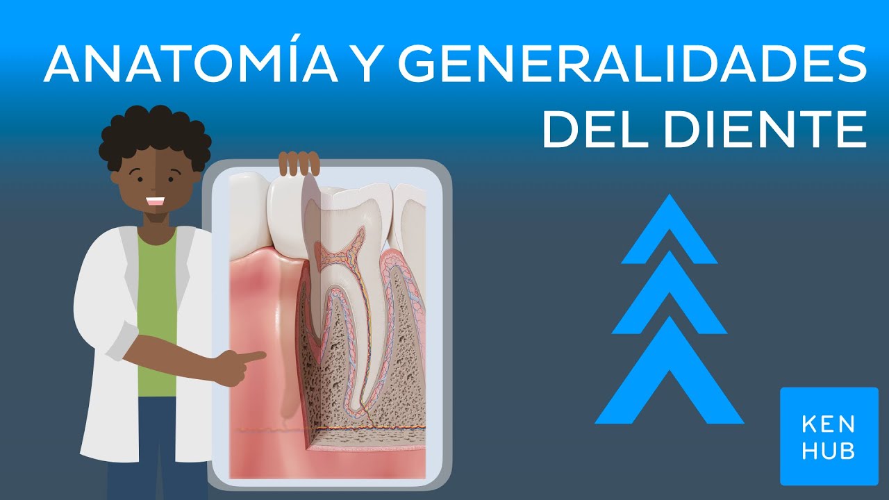 Anatomía y generalidades del diente