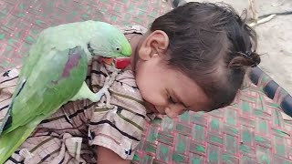 Parrot Aaj Phir Cute Baby Se Tester Cheenne Lga Pets 31 July 2024 Anwar Shah Ustrana Official