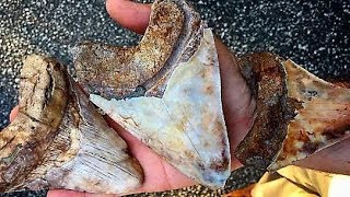 SHOCKING Things You Didn't Know About Sharks !