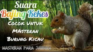 Bajing Kekes/Tupai Kekes Untuk Masteran Burung Lomba.