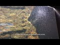 A closer look at baby octopi