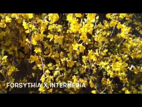 Vídeo: Investigação De Brassica Juncea, Forsythia Suspensa E Inula Britannica: Propriedades Fitoquímicas, Efeitos Antivirais E Segurança