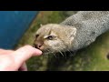 Rescued jaguarundi wants to be friends (Puma yagouaroundi)