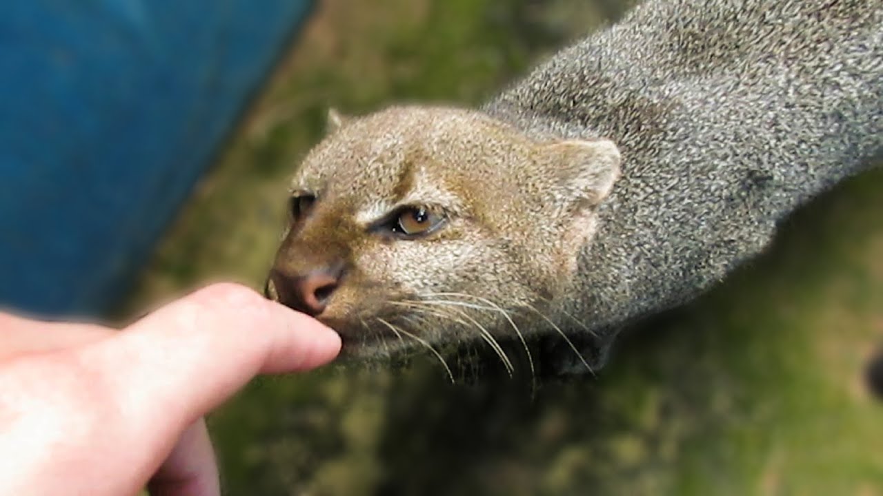 Rescued jaguarundi wants to be friends