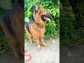 जिसको जर्मन शेफर्ड का लुक पसंद है 🤗👉👍☠️ | #germanshepherd #facts #pets #dogtrainer #shortsfeed #gsd