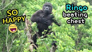 Gorilla Ringo did chest beating after had yummy cabbage金剛猩猩Ringo吃完高麗菜爬到樹頂開心拍胸太可愛啦|台北市立動物園|gorila