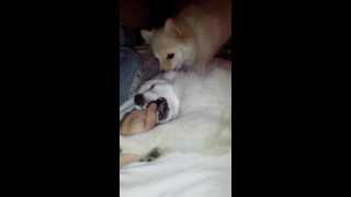 Lisa och Moa dampar !:)