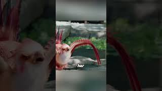 She Was A Noble Phoenix But Was Regarded As A Chicken movie drama