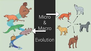 Micro & Macro Evolution