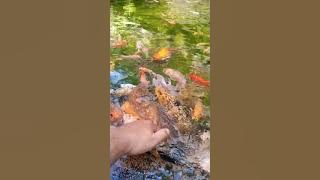 Dikeroyok ikan Koi #shorts