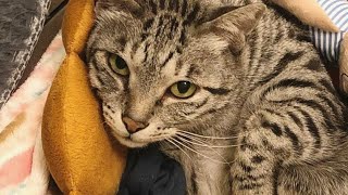 Adorable Egyptian Mau Cat BB