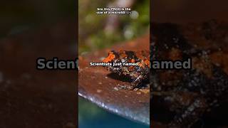 Sibuyan Frog Is Only the Size of a MicroSD