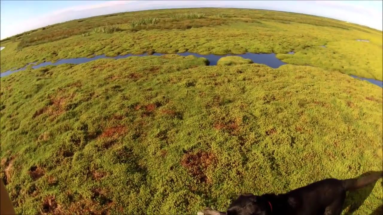 Chasse au canard entre marais et brière