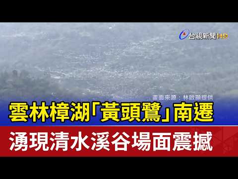 Cattle Egrets Migrate South in Zhanghu, Yunlin: A Breathtaking Spectacle in the Qingshui Creek Va...