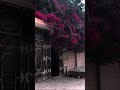 ترا الشوق ياخذ من العافية واجد