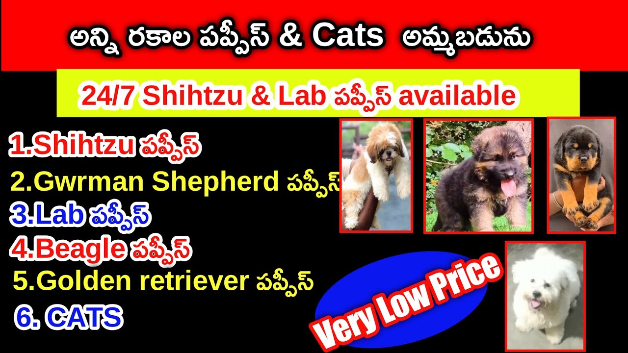 top quality all types of Puppies and Cats for sale in telugu/8555013845
