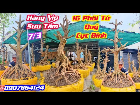#0907864124, Báo Giá 7/3, Lô Phôi Tứ Quý Đế Cực Đỉnh, Chi Cành Quá Phê, Hàng Vip Sưu Tầm/ CS Cần Thơ