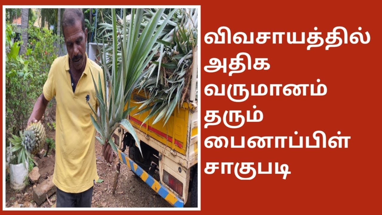 அதிக வருமானம் தரும் பைனாப்பிள் விவசாயம் | High income Pineapple farming