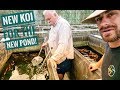 How to Pick the Best Koi!