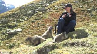 Marmots in Saas Fee Switzerland