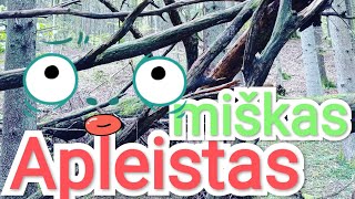 🗿🏞️Apleistas miškas. Ruduo. Grybai Ąžuolai Eglės Upelis #forest #monster #travel #green #relax screenshot 4