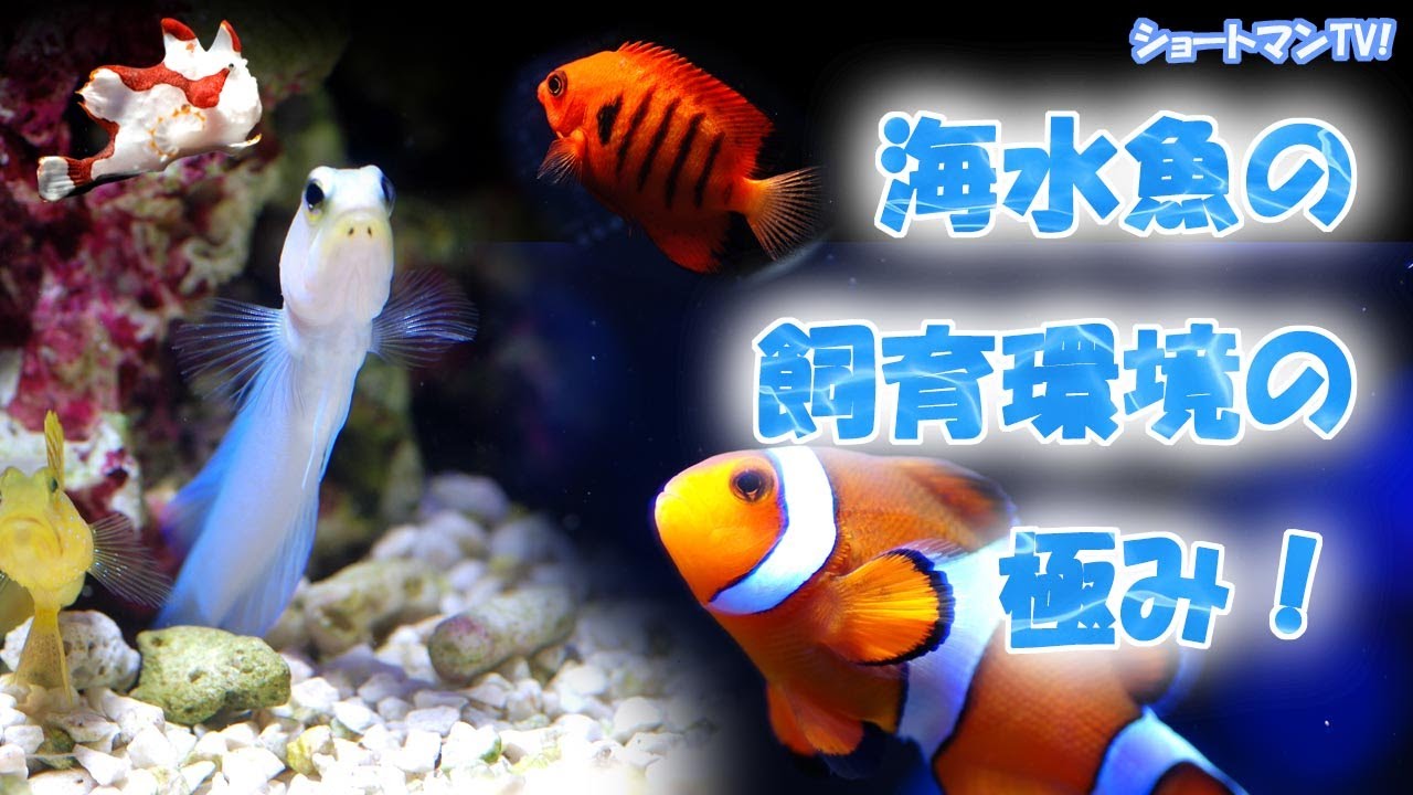 海水魚の飼育環境の極み！飼育する上での注意点を紹介します！〜ショートマンTV!〜