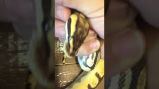 Famous Update:   Ball python with scale rot healthy Profile