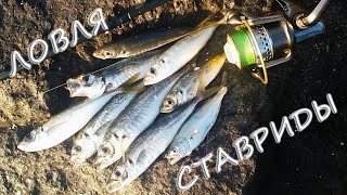 видео Морская рыбалка на черноморскую ставриду в Крыму