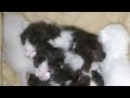 New Born Kittens Opening Their Eyes After 7 Days Of Birth