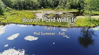 Beaver Pond Wildlife: Part 4- Mid-Summer to Fall