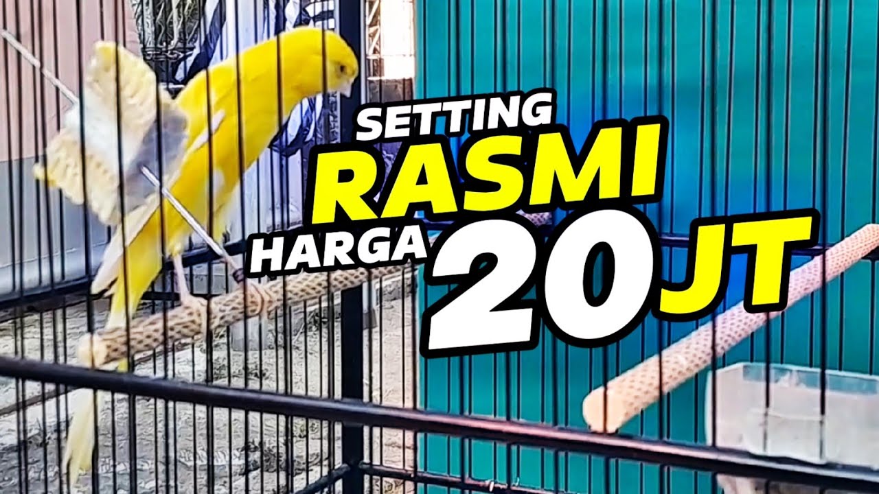 KENARI VIRAL‼️RASMI Mewah‼️Settingan KENARI LOMBA...