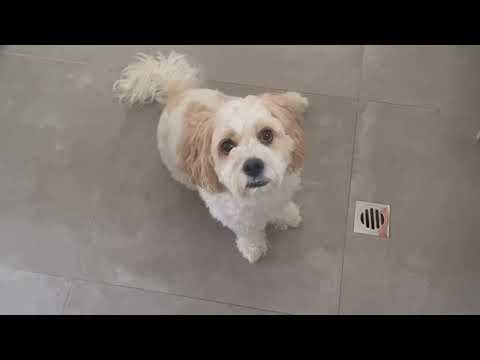 서울은 여전히 서울이고 난 여전히 백수야 넌 여전히 너야? | 뉴질랜드 집콕 vlog