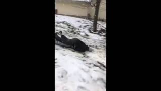 Sled Fail Face Plant
