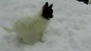 Papillon Flow in the snow