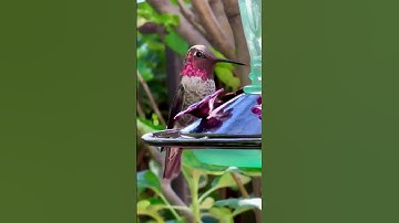 Little One Drinking Water || @the_birds_channel_1819  #shorts #viral #shortvideo #shortupload #fyp
