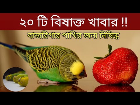 ভিডিও: কি পাখি নান্দিনা বেরি খায়?