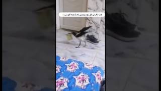 غراب يساعد صاحبة يجيبلة فلوس كل شوي ??? omar77 tiktok ترند_السعودية