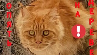 МЕЙНКУН ХАЙДИ ОПЯТЬ НА ДЕРЕВЕ  MAINECOON HEIDI