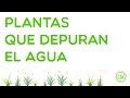 Plantas que depuran el agua