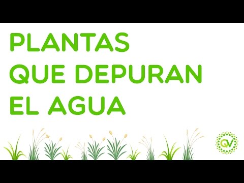 Video: ¿Qué planta se utiliza para la depuración de agua?