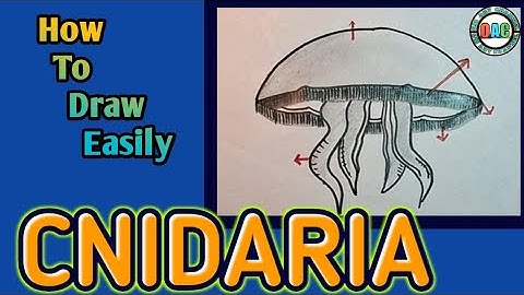 jellyfish drawing/aurelia diagram/how to draw jellyfish/hydra diagram