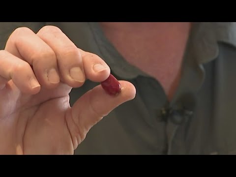 South Florida "miracle fruit" helps cancer patients manage chemo taste changes