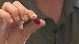 South Florida "miracle fruit" helps cancer patients manage chemo taste changes