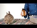 How to Get a Rabbit Back in Its Cage | Pet Rabbits How to Get a Rabbit Back in Its Cage | Pet Rabbits
